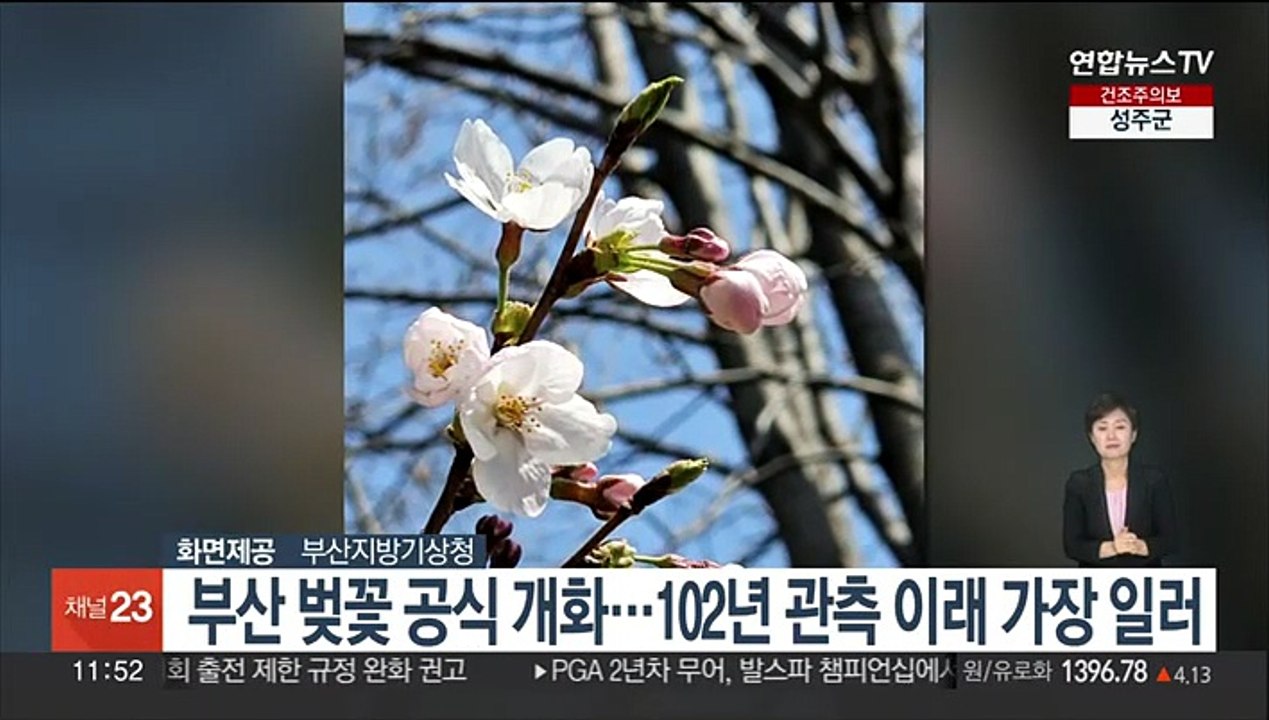 부산 벚꽃 공식 개화…102년 관측 이래 가장 일러
