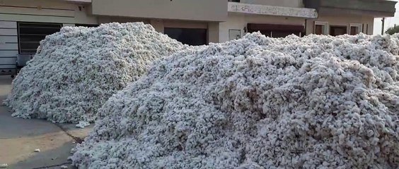 मांग कम,नहीं मिला उम्मीद के मुताबिक कॉटन का भाव