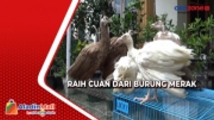 Pria di Medan Mendulang Cuan dari Mengembangbiakkan Burung Merak