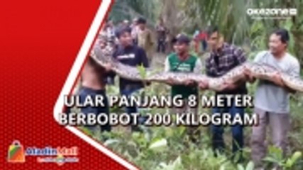 Warga dan Pecinta Reptil Evakuasi Ular Sanca Batik di Riau