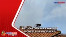 Terus Melompat dan Berpindah, Petugas Damkar Berhasil Evakuasi Monyet Liar di Ciracas