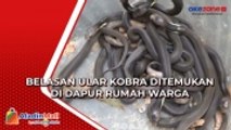 Ngeri, Belasan Kobra dan Puluhan Telur Ular Siap Menetas Ditemukan di Dapur Rumah Warga