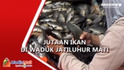 Cuaca Buruk, Jutaan Ikan dalam Karamba Jaring Apung di Waduk Jatiluhur Mati