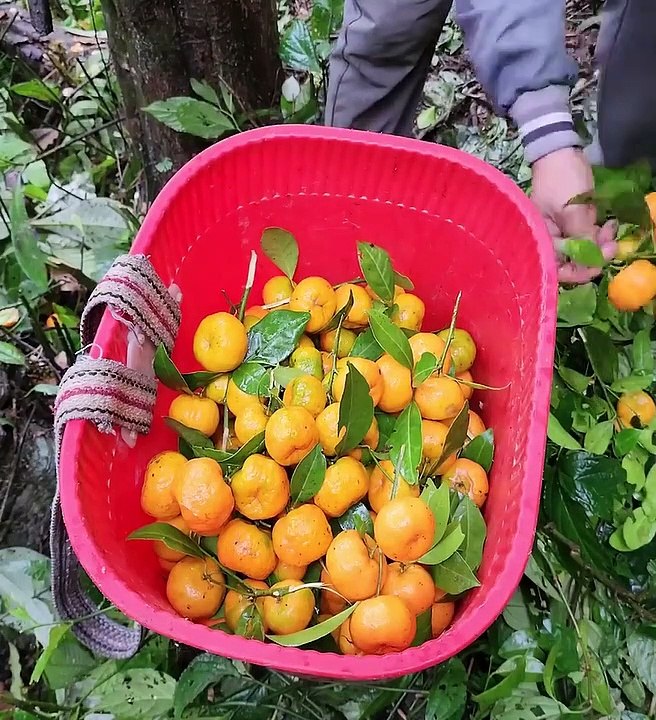 Menjual hasil kebun