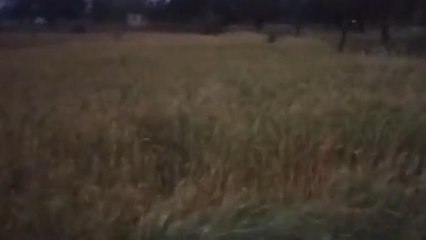 सीधी: बारिश के चलते किसानों को हुआ भारी नुकसान,फसले हुई बर्बाद