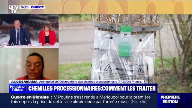 Chenilles processionnaires: même si elles sont dangereuses, il ne faut pas les tuer à 100% selon Alice Samama