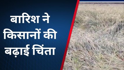 बाराबंकी: बे मौसम बरसात से किसान परेशान,गेहूं आलू सरसों की फसल में हुआ नुकसान