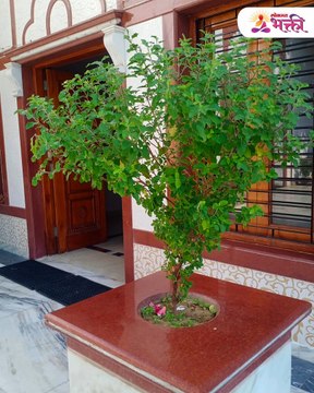 तुळशी पूजन करताना करू नका 'या' चुका