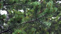 Nature sounds- raining on the pine tree branch(relaxing rainsounds for sleeping and meditation)