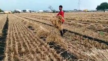 Video- ओला, बारिश से खेतों में तबाही का मंजर, निकले अन्नदाता के आंसू