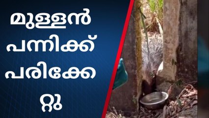 നാടുകാണാനെത്തി അപകടത്തില്‍പ്പെട്ടു; കണ്ണീരോടെ കാട്ടിലേക്ക് മടക്കം