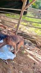 Sungguh Malang-Seekor Anjing Yang Terlantar