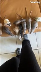 Ce parisien en a profité pour se faire une meute de rat à la maison