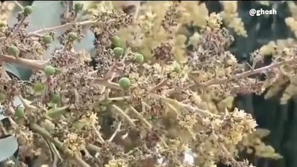 ইংরেজবাজার: রাতভর বৃষ্টি! আমের পক্ষে অনুকূল ব্যাপক ফলনের আশা