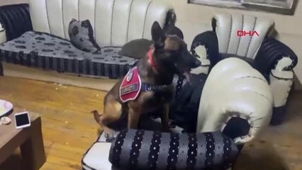 AHIRA SAKLANAN UYUŞTURUCUYU JANDARMA BULDU