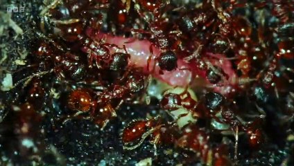 Animal Einsteins episode 5