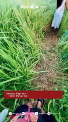 Selamat Pagi dari Bukit Cinta Gelumpang/Bukit Cinta Pangi, Kabupaten Karangasem, Bali.