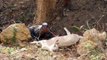 Komodo Dragon Feeds on Goat