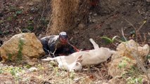Komodo Dragon Feeds on Goat
