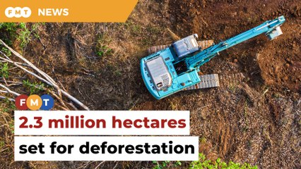 Area 100 times size of KL set for deforestation, says environmental group