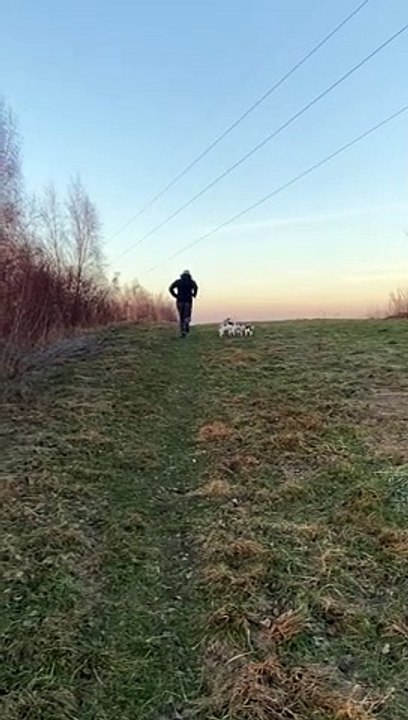 The Hills Are Alive With Puppies Sharing A Stick
