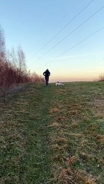 The Hills Are Alive With Puppies Sharing A Stick