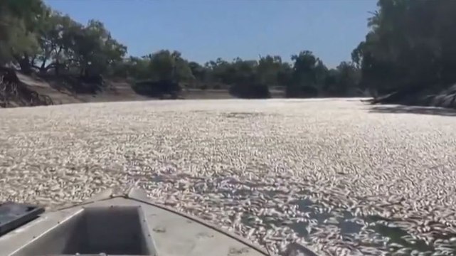 ‘Putrid’: Millions of dead fish blanket Australian river