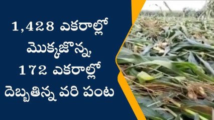 పెద్దపల్లి: వడగండ్ల వర్షం.. రైతులకు తీరని నష్టం..!