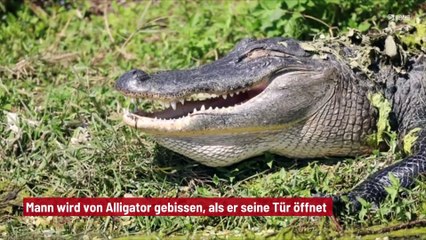 Mann wird von Alligator gebissen, als er seine Tür öffnet