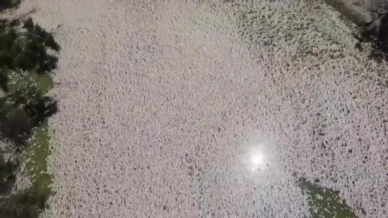 Millones de peces muertos por el calor bloquean un río de Australia