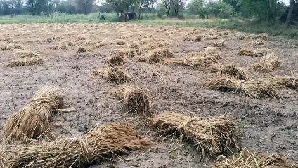 धरतीपुत्रों के अरमानों पर आफत का पानी !
