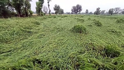 धरतीपुत्रों के अरमानों पर आफत का पानी !