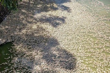 Avustralya'daki nehirde bulunan yüz binlerce ölü balık temizleniyor