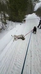Hound Dog Gets Dragged by Friend During Walk in Snow