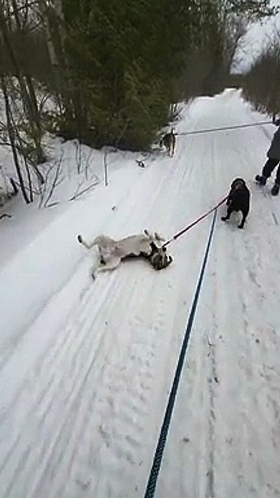 Hound Dog Gets Dragged by Friend During Walk in Snow