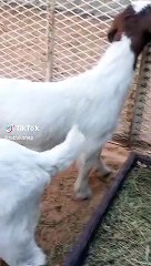 مزارع ماعز البور