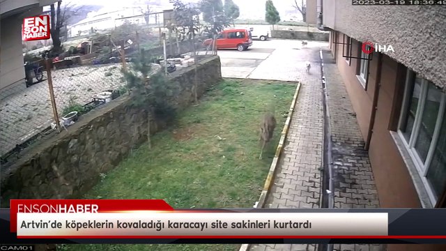 Artvin’de köpeklerin kovaladığı karacayı site sakinleri kurtardı