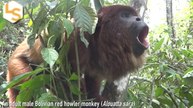 Howler Monkeys with Deeper Calls Have Smaller Testicles