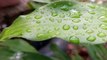 Relaxing Nature Sounds: Gentle Green Leaf Rain for Stress Relief and Meditation