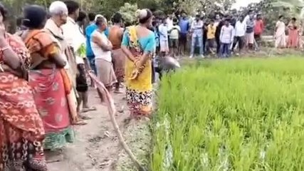 উঃদিনাজপুরঃ ষাঁড়ের রহস্য মৃত্যু নিয়ে উত্তেজনা! খুনের অভিযোগ পড়শিদের