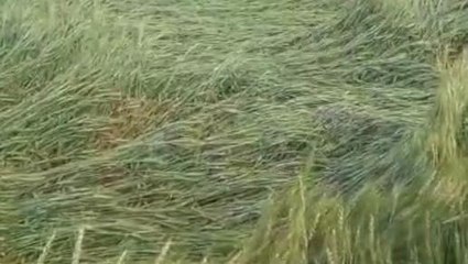 पूर्वी चंपारण: आंधी और बारिश ने किया निराश, हर तरफ गिरी पड़ी फसल, चिंता में किसान बेहाल