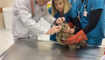 SİİRT'TE YARALI BULUNAN PUHU, TEDAVİYE ALINDI