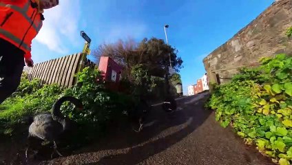 Black Swan Rescue in Dawlish