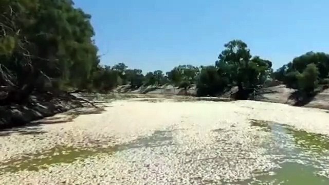 Millions of Dead Fish Clog Australian River After Floods and Hot Weather - Shocking Footage Reveals Devastating Environmental Impact