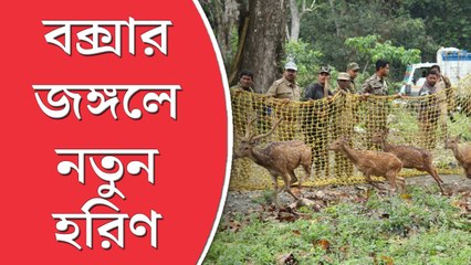 বক্সার জঙ্গলে নতুন অতিথি, এ বার কি শুরু হবে বাঘ ছাড়ার প্রক্রিয়া?