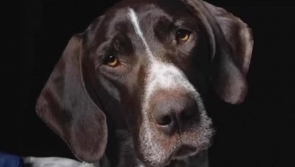 Pet owner describes moment dog ate poisoned meatball at French race