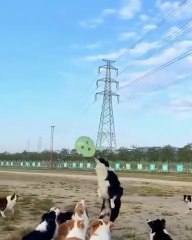 Meet the happiest dog ever in Istanbul  #dogs