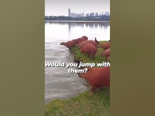 #capybara #capybaratiktok #capy