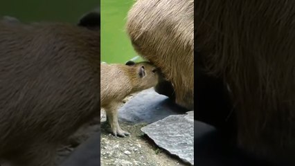 #capybara #capybaratiktok #capy #capyslay #fun #animal #капибара #кахибара #капібара #wildlife