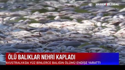 Korkutan tablo: Yüz binlerce ölü balık nehri kapladı!